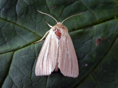 Common wainscot (Mythimna pallens) Kenneth Noble